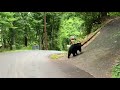 Bear driving encounter mother and her four cubs