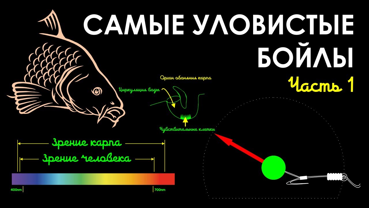 Самые уловистые бойлы
