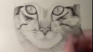 cara menggambar kucing imut seperti asli kreatif keren