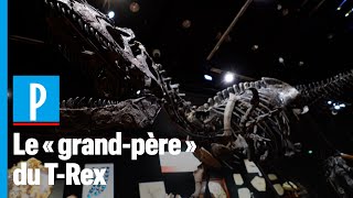 Vieux de 150 millions d'années, un ancêtre du T-Rex mis aux enchères à Paris