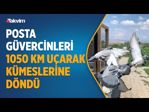 Posta güvercinleri Kars’tan Eskişehir’e bir günde tam 1050 KM uçarak kümeslerine döndü