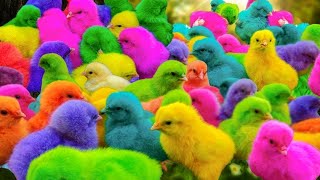 World Cute Chickens, Colorful Chickens, Rainbows Chickens, Cute Ducks, Cat, Rabbits,Cute Animals🐤🐣🦆🐟