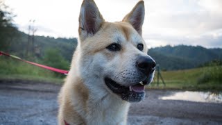 Healthy Skin Care for Akita Dogs: Tips for a Lustrous Coat