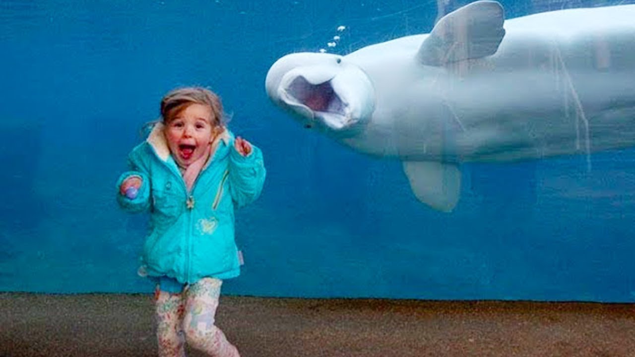 Funny Kids at the Aquarium Compilation Funny Baby and Pet YouTube