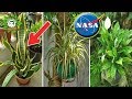 LA NASA RECOMIENDA TENER ESTAS PLANTAS EN TU CASA PARA PURIFICAR EL AIRE Y OTRAS COSAS INCREÍBLES!