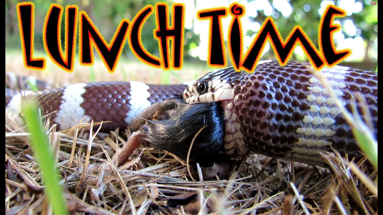 California kingsnake feeding YouTube