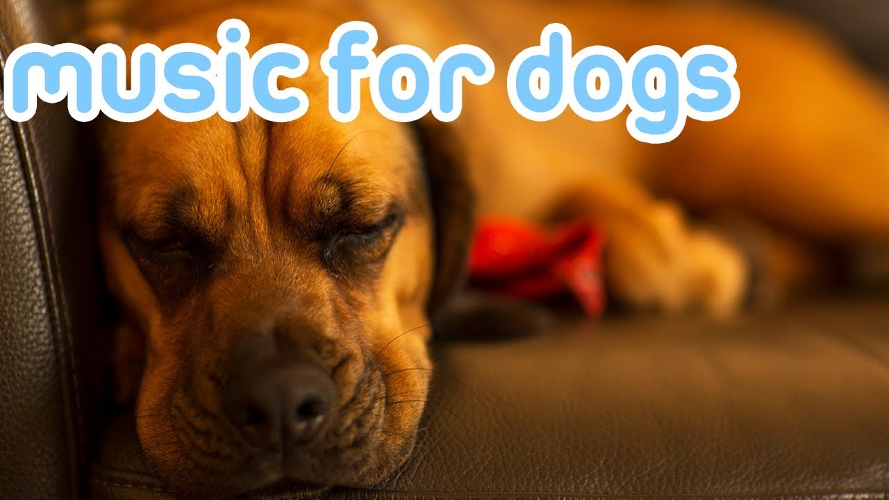 dog sleeping music 10 hours