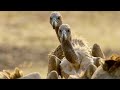 Vulture Behavior and Ecology
