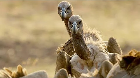 Meet the Largest Vultures in Africa