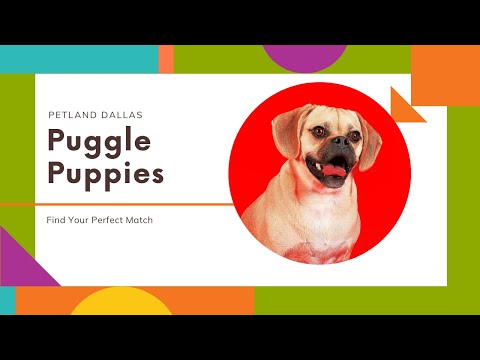 Video: Faktid Puggle kutsikate kohta