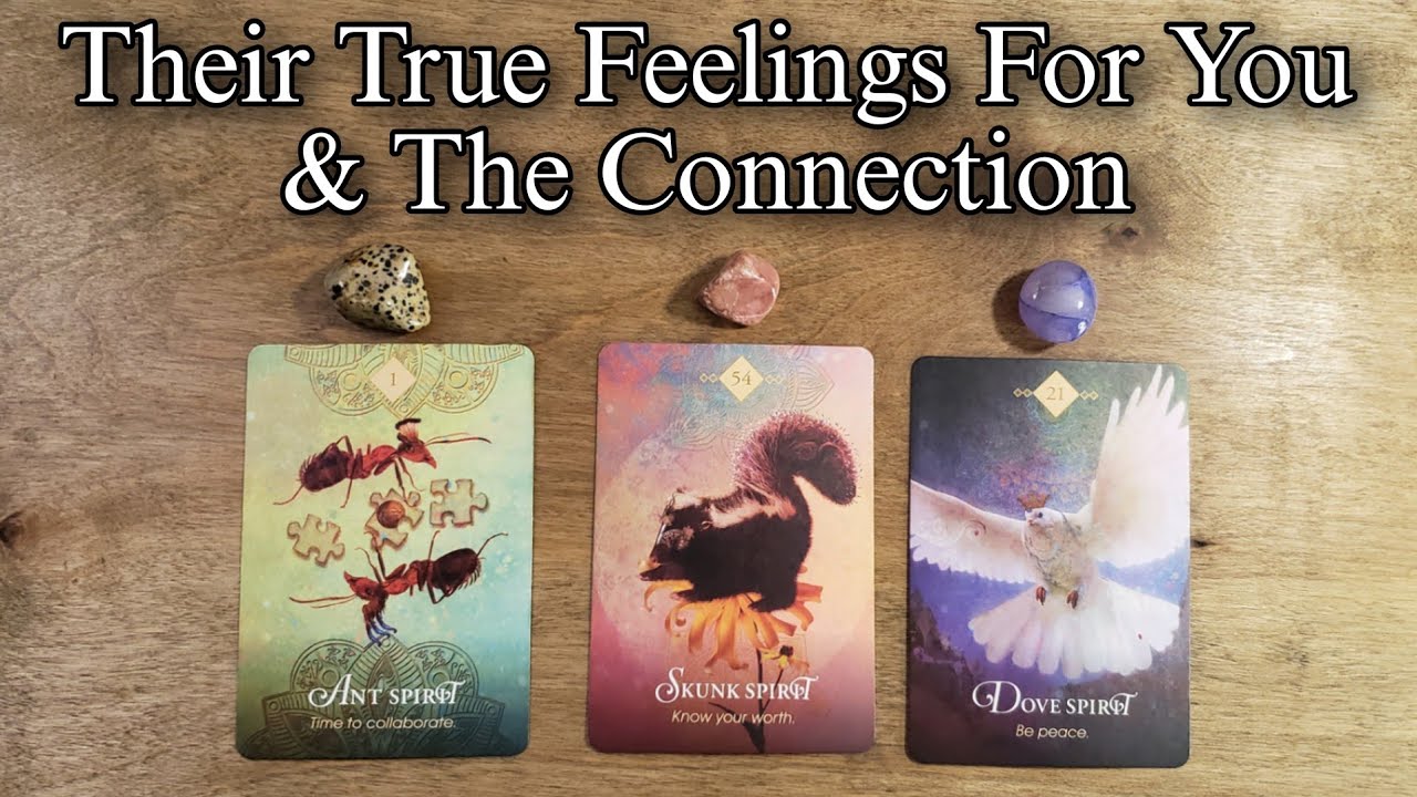 ⚘🔥 Their True Feelings For You & Connection 😵🔥 Pick A Card Love Reading ...