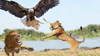 15 Deadliest Eagles That Lions & Even Crocodiles Are Afraid of Profile