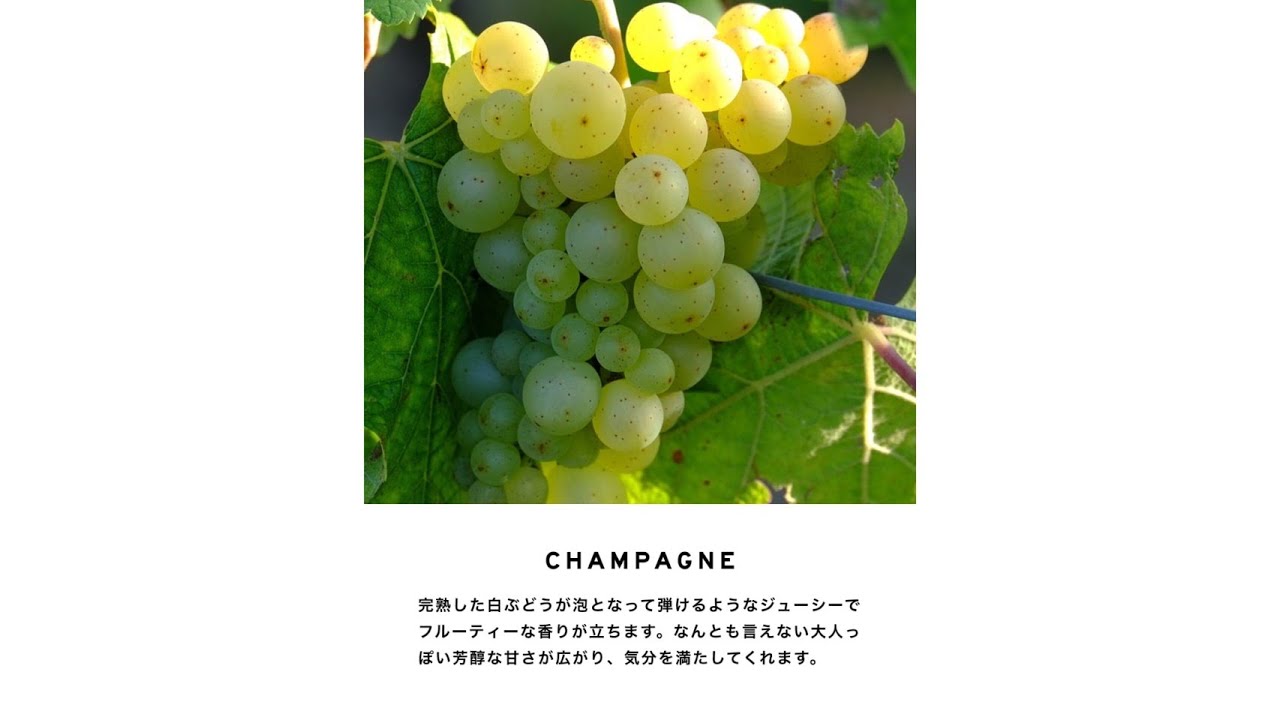 シャンパン(Champagne)｜ショーレイヤードSHOLAYERED／レイヤード