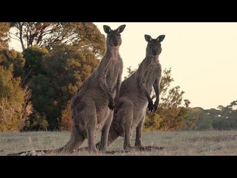 Video: ¿Qué canguro es el símbolo nacional de Australia?