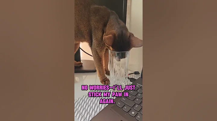 Watch the video about Hunger is nothing, thirst is everything 😹#catshots #funnycats #abyssinian #catlover #funnyanimals