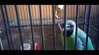 Burung Cucak Ijo Panggil Panggil Musuh