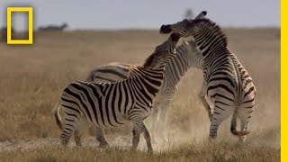 シマウマ、嫁入りをかけた勝負 | ナショジオ