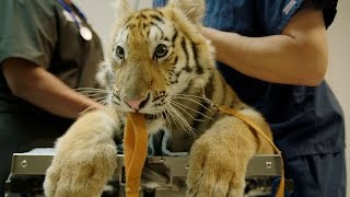 A Young Tiger Gets A Very Careful Check Up.