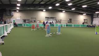 CR Magic Pixie Dust first ever AKC Novice Jumpers agility run