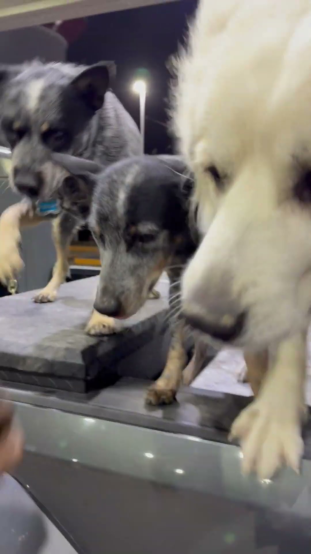 Pickup Comes With a Puppy Security System || ViralHog