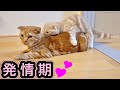 子猫が発情期を迎え兄猫に飛びかかる。【マンチカン】