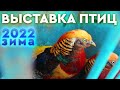 Выставка птиц. г. Мелитополь. 30 января 2022