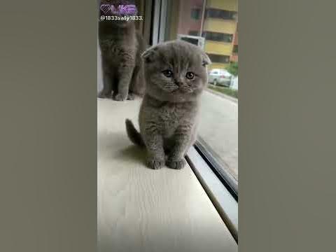 Миле кошеня - YouTube