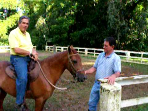 Mario Gomez monta Yegua America Paso Fino Puertorriqueno, de Pro de Raul Ortiz