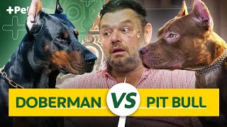 DOBERMAN VS PIT BULL, QUAL É O MELHOR? | CANAL MAIS PET