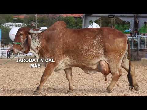LOTE 72 – CAL14880 VISCONDE CAL