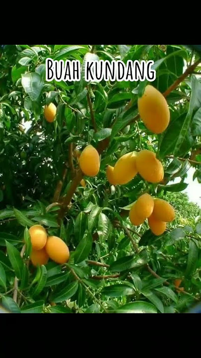 buah-buahan idaman zaman dahulu kampung waktu kanak-kanak  60an 70an 80an siapa masih ingat lagi