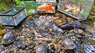 Catch colorful ornamental fish, koi fish, toman fish, betta fish, goldfish, catfish, turtles screenshot 4