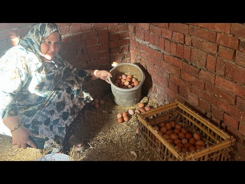 تعالوا هقولك على حل فورى ل زيادة إنتاج البيض وانسي اى وصفة قبل كدا