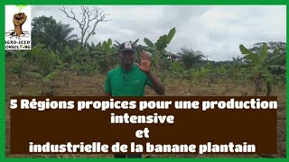 5 régions propices pour une production intensive et industrielle de la banane Plantain au Cameroun