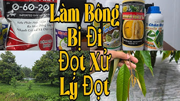 Tạo Mầm Làm Bông Bị Đi Đọt Xử Lý Thế Nào. Chặn Đọt Xanh Dày Lá Tăng Tỉ Lệ Ra Bông Khi Bị Đi Đọt