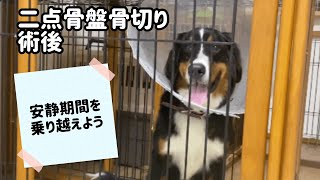 【股関節形成不全】二点骨盤骨切り術後７日目　安静を保つ工夫をしてみた！【Bernese Mountain Dog】【Russian Blue】