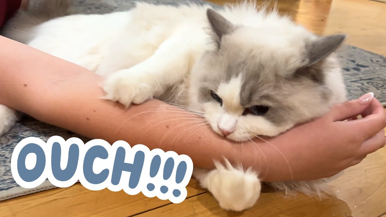 AFTER SCHOOL ROUTINE WITH 2 CRAZY CATS