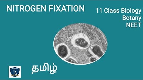 Nitrogen Fixation in Tamil | Mineral Nutrition | Botany I Class 11 | NEET | TNSCERT
