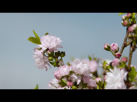 Wideo: Ornamentalne przycinanie migdałów – dowiedz się, kiedy i jak przycinać kwitnące migdały