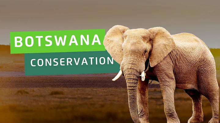 Wildlife Conservation in Botswana | Projects Abroad