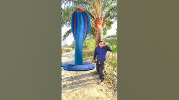 Anaconda snake in real life P67#shorts #short #snake #nagin #python #anaconda #snakes #bigsnake