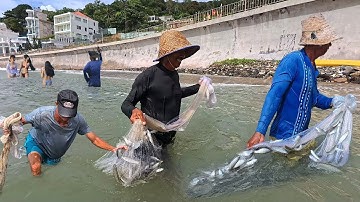 Quá Sửng Sốt Xem Cảnh Tượng Chài Cá Tại Bãi Tắm Nóng Nhất Vũng Tàu - Hàng Nghìn Con Cá Trong Chài