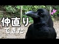 【vlog】野生のカラスと仲直りできた #カラス #crow #猫