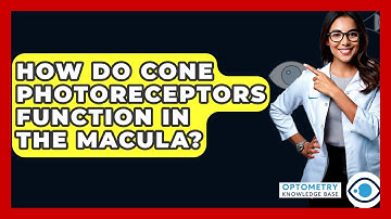 How Do Cone Photoreceptors Function In The Macula? - Optometry Knowledge Base