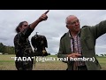 caza de corzo con águila real (Fada) batida, hawking with golden eagle to roe deers with just 1 hand