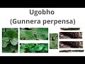 Gunnera perpensa (Ugobho)