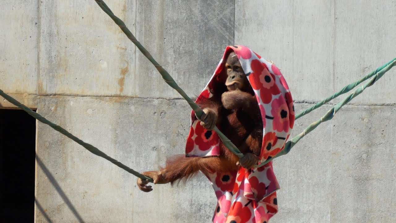 Blanket and Popo-chan　Ichikawa City Zoo　Orangutan　202403