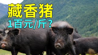 豬肉界的“神戶牛肉”味道如何