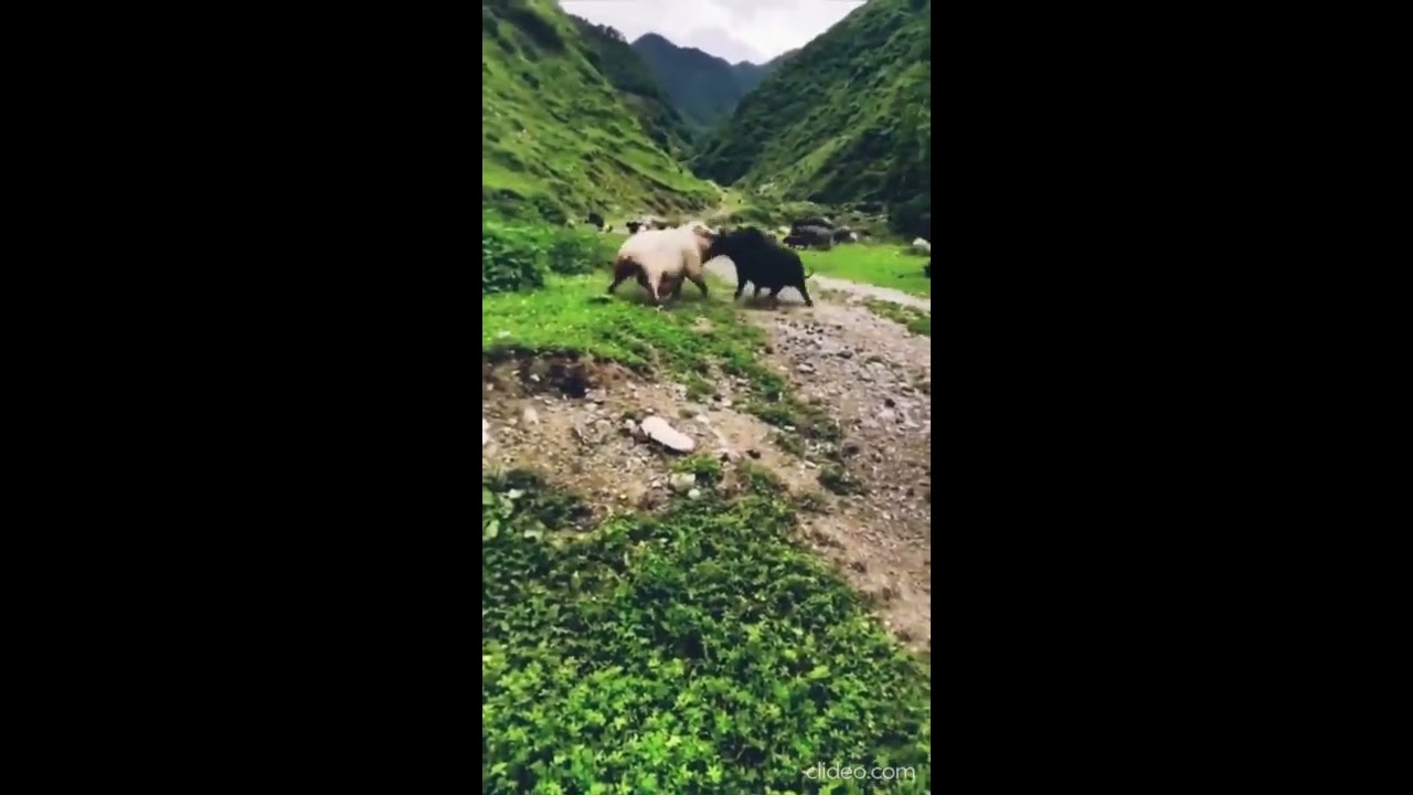 Pig Sow Vs Wild Boar