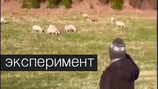 Правда ли, что овцы слушают только голос своего пастыря?